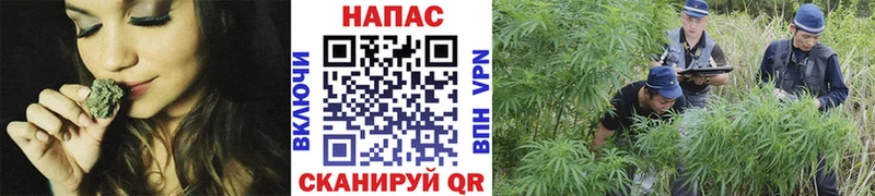 Конопля White Widow  blacksprut онион  Александровское 